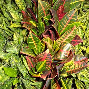 Croton Assortment